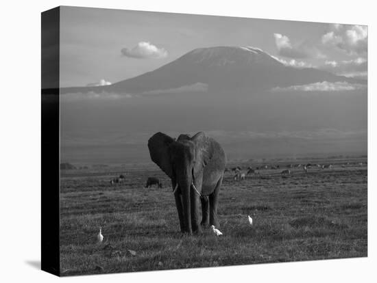 Elephant, Mt. Kilimanjaro, Masai Mara National Park, Kenya-Peter Adams-Stretched Canvas