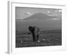 Elephant, Mt. Kilimanjaro, Masai Mara National Park, Kenya-Peter Adams-Framed Photographic Print