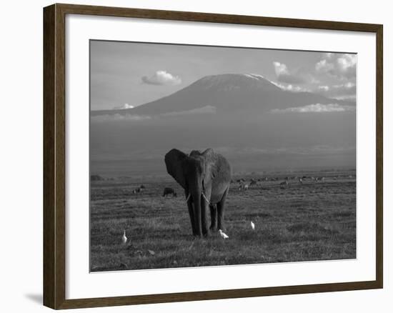 Elephant, Mt. Kilimanjaro, Masai Mara National Park, Kenya-Peter Adams-Framed Photographic Print