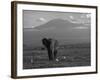 Elephant, Mt. Kilimanjaro, Masai Mara National Park, Kenya-Peter Adams-Framed Photographic Print