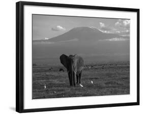 Elephant, Mt. Kilimanjaro, Masai Mara National Park, Kenya-Peter Adams-Framed Photographic Print