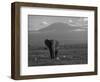 Elephant, Mt. Kilimanjaro, Masai Mara National Park, Kenya-Peter Adams-Framed Photographic Print