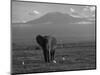 Elephant, Mt. Kilimanjaro, Masai Mara National Park, Kenya-Peter Adams-Mounted Photographic Print