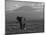 Elephant, Mt. Kilimanjaro, Masai Mara National Park, Kenya-Peter Adams-Mounted Photographic Print