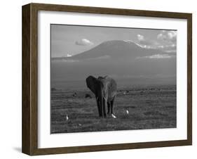 Elephant, Mt. Kilimanjaro, Masai Mara National Park, Kenya-Peter Adams-Framed Photographic Print