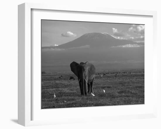 Elephant, Mt. Kilimanjaro, Masai Mara National Park, Kenya-Peter Adams-Framed Photographic Print