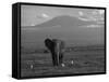 Elephant, Mt. Kilimanjaro, Masai Mara National Park, Kenya-Peter Adams-Framed Stretched Canvas