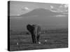 Elephant, Mt. Kilimanjaro, Masai Mara National Park, Kenya-Peter Adams-Stretched Canvas