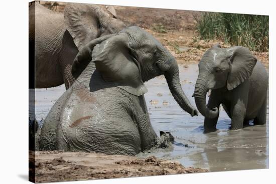 Elephant Mud Bath-Four Oaks-Stretched Canvas