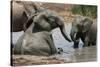 Elephant Mud Bath-Four Oaks-Stretched Canvas