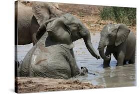 Elephant Mud Bath-Four Oaks-Stretched Canvas