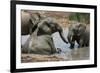 Elephant Mud Bath-Four Oaks-Framed Photographic Print