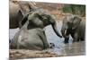 Elephant Mud Bath-Four Oaks-Mounted Photographic Print