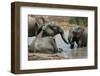 Elephant Mud Bath-Four Oaks-Framed Photographic Print