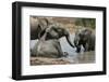 Elephant Mud Bath-Four Oaks-Framed Photographic Print