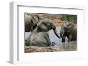 Elephant Mud Bath-Four Oaks-Framed Photographic Print