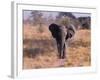 Elephant, Okavango Delta, Botswana-Gavriel Jecan-Framed Photographic Print