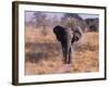 Elephant, Okavango Delta, Botswana-Gavriel Jecan-Framed Photographic Print