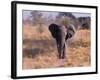 Elephant, Okavango Delta, Botswana-Gavriel Jecan-Framed Photographic Print