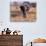 Elephant, Okavango Delta, Botswana-Gavriel Jecan-Photographic Print displayed on a wall