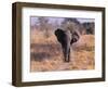 Elephant, Okavango Delta, Botswana-Gavriel Jecan-Framed Photographic Print