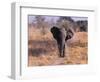 Elephant, Okavango Delta, Botswana-Gavriel Jecan-Framed Photographic Print