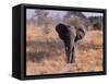 Elephant, Okavango Delta, Botswana-Gavriel Jecan-Framed Stretched Canvas