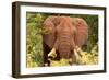 Elephant on Alert-Kathy Mansfield-Framed Art Print