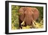 Elephant on Alert-Kathy Mansfield-Framed Art Print