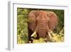 Elephant on Alert-Kathy Mansfield-Framed Art Print