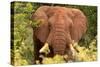Elephant on Alert-Kathy Mansfield-Stretched Canvas