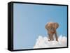 Elephant On Cloud In Sky, Outdoor-Aaron Amat-Framed Stretched Canvas