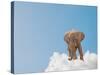 Elephant On Cloud In Sky, Outdoor-Aaron Amat-Stretched Canvas