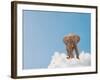 Elephant On Cloud In Sky, Outdoor-Aaron Amat-Framed Photographic Print