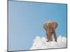 Elephant On Cloud In Sky, Outdoor-Aaron Amat-Mounted Photographic Print