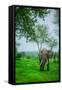 Elephant on Safari, Mizumi Safari Park, Tanzania, East Africa, Africa-Laura Grier-Framed Stretched Canvas