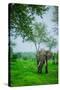 Elephant on Safari, Mizumi Safari Park, Tanzania, East Africa, Africa-Laura Grier-Stretched Canvas