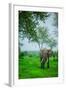 Elephant on Safari, Mizumi Safari Park, Tanzania, East Africa, Africa-Laura Grier-Framed Photographic Print