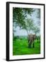 Elephant on Safari, Mizumi Safari Park, Tanzania, East Africa, Africa-Laura Grier-Framed Photographic Print