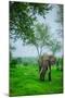 Elephant on Safari, Mizumi Safari Park, Tanzania, East Africa, Africa-Laura Grier-Mounted Photographic Print