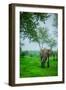 Elephant on Safari, Mizumi Safari Park, Tanzania, East Africa, Africa-Laura Grier-Framed Photographic Print