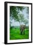 Elephant on Safari, Mizumi Safari Park, Tanzania, East Africa, Africa-Laura Grier-Framed Photographic Print