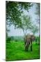 Elephant on Safari, Mizumi Safari Park, Tanzania, East Africa, Africa-Laura Grier-Mounted Photographic Print