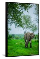 Elephant on Safari, Mizumi Safari Park, Tanzania, East Africa, Africa-Laura Grier-Framed Stretched Canvas