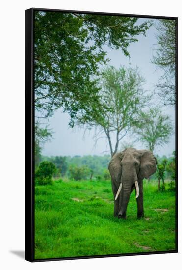 Elephant on Safari, Mizumi Safari Park, Tanzania, East Africa, Africa-Laura Grier-Framed Stretched Canvas