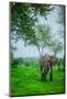 Elephant on Safari, Mizumi Safari Park, Tanzania, East Africa, Africa-Laura Grier-Mounted Photographic Print