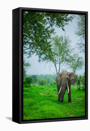Elephant on Safari, Mizumi Safari Park, Tanzania, East Africa, Africa-Laura Grier-Framed Stretched Canvas