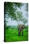 Elephant on Safari, Mizumi Safari Park, Tanzania, East Africa, Africa-Laura Grier-Stretched Canvas