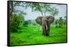 Elephant on Safari, Mizumi Safari Park, Tanzania, East Africa, Africa-Laura Grier-Framed Stretched Canvas