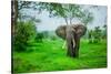 Elephant on Safari, Mizumi Safari Park, Tanzania, East Africa, Africa-Laura Grier-Stretched Canvas